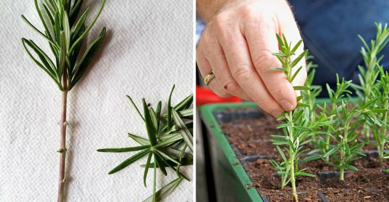 Tips For Taking Rosemary Cuttings In California Before The Cool Nights Settle In