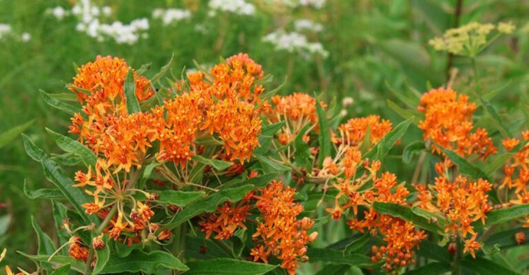 This Fall Milkweed Mistake Could Put Georgia Monarchs At Risk