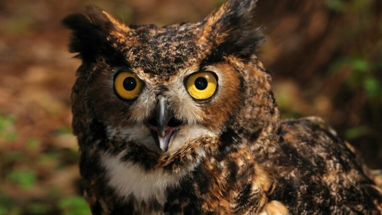 What It Means When Great Horned Owls Start Hooting Around Arizona Homes This Fall