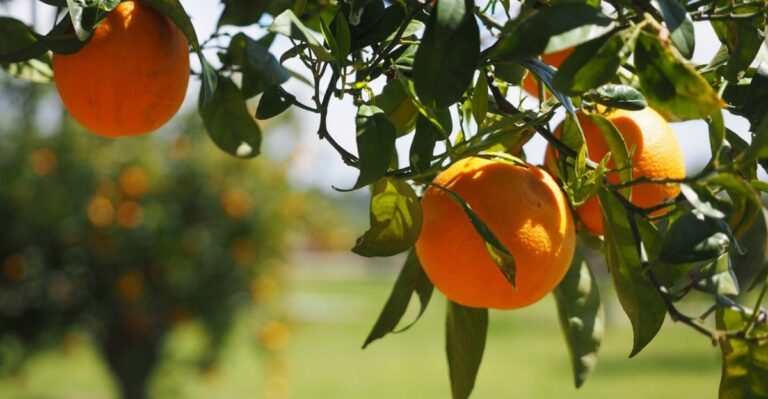 How To Prepare Florida Citrus Trees For Cooler Fall Nights