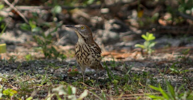 Why Georgia’s State Bird Keeps Throwing Fall Leaves Around Your Yard