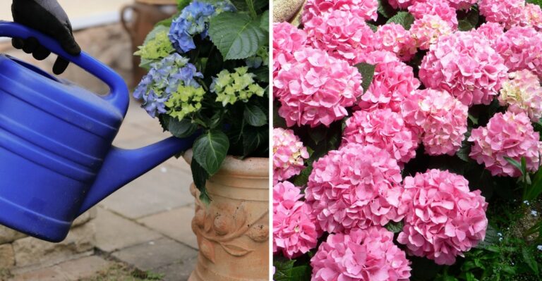 The Hydrangea Task Hudson Valley Gardeners Must Finish This Week