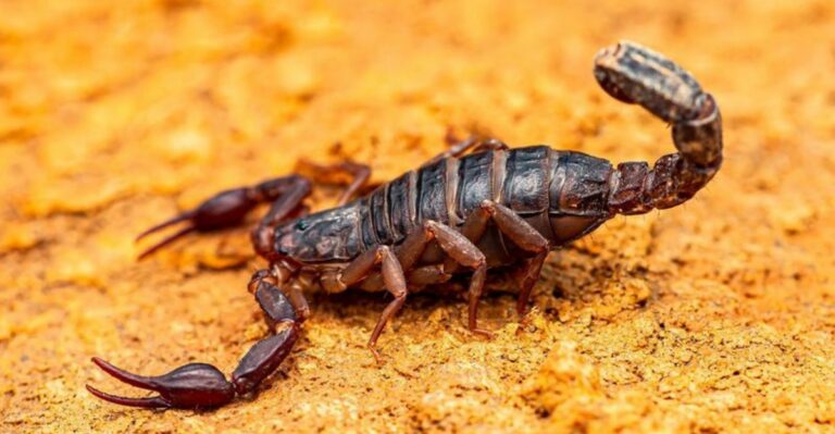 Where Southern Devil Scorpions Hide Around Georgia Homes As The Weather Cools