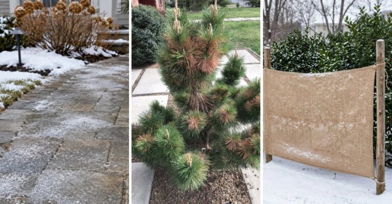Road Salt Is Coming For Your New York Shrubs. Protect Them Before It Hits