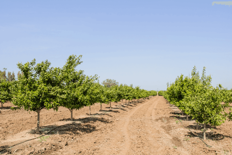 Fall Watering for Arizona Orange Trees: A Seasonal Adjustment Worth Making