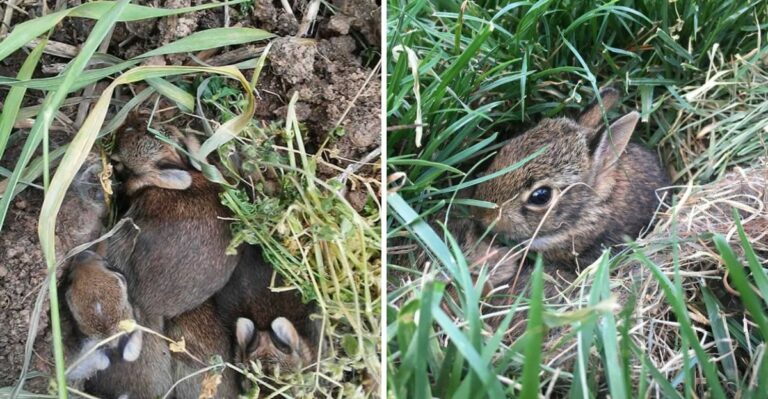How To Tell If A Wild Rabbit Is Settling Into Your California Garden