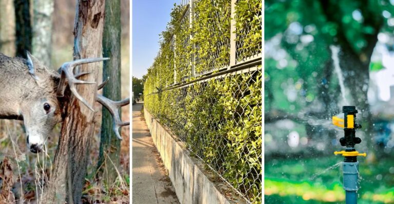 How To Protect Texas Shrubs From Buck Rubs This Fall
