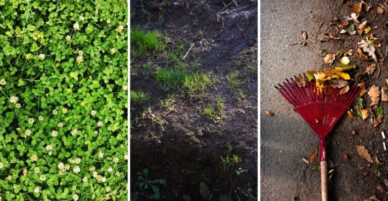 How To Reduce Clover In Your Lawn With Natural Methods