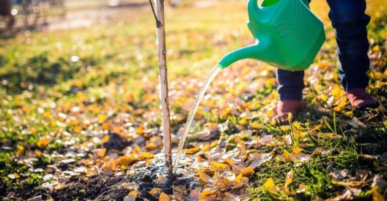 Indiana’s Dry Fall Means Trees Planted This Year Still Need Water After The Leaves Drop