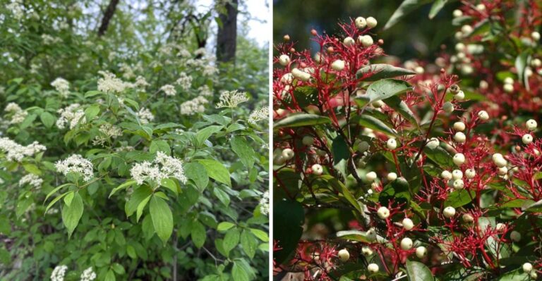 The Pennsylvania Native Shrub That Turns One Yard Into A Bird Feeding Station