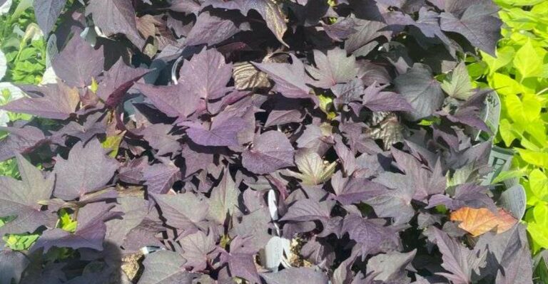 What To Do With Sweet Potato Vines After Michigan Frost Turns Them Black