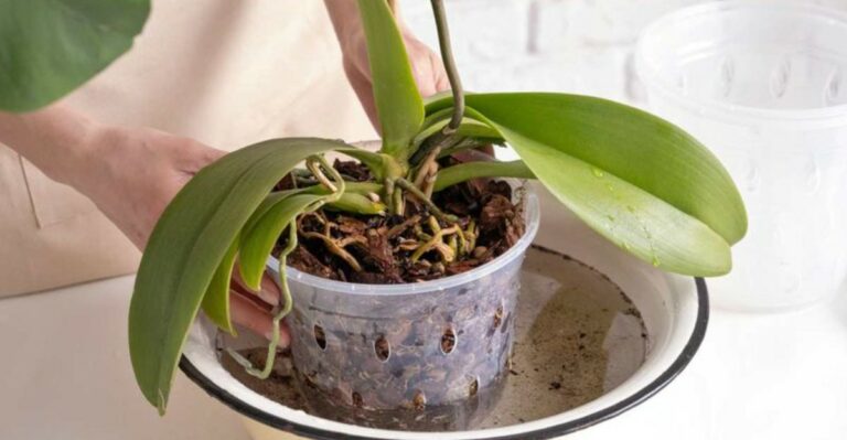 The Weekly Watering Number Indiana Orchid Owners Keep Chasing Does Not Exist