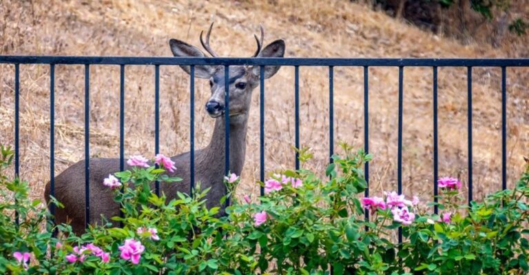 8 Ways New York’s Deer Rule Changes Could Affect Your Backyard Garden
