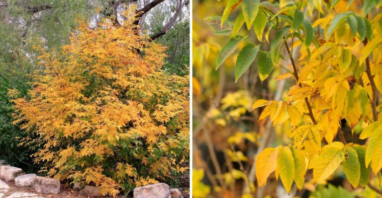 This Texas Native Tree Turns Golden In Fall And Hardly Needs Water