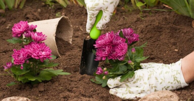 Is Planting Store-Bought Mums In The Ground This Fall A Good Idea For Georgia Gardeners?