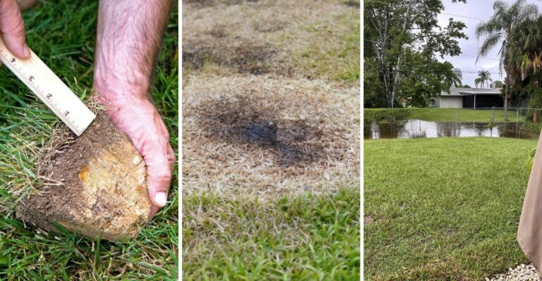 Why Back-To-Back Rainstorms Put California Lawns At Risk For Fungus