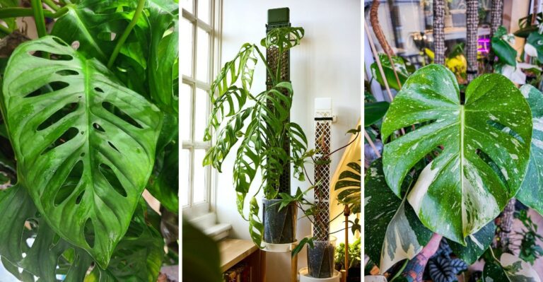 Did You Know Indiana Plant Shoppers Can Find About A Dozen Types Of Monstera?
