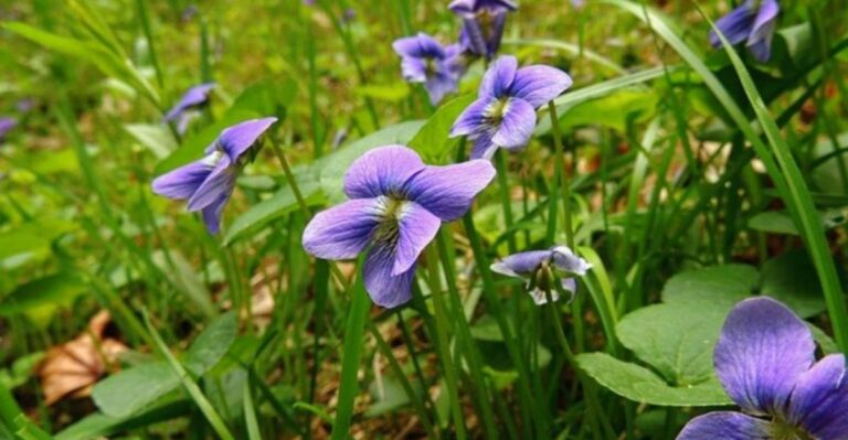 October Is The Best Time To Get Wild Violets Out Of Your Ohio Lawn