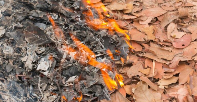 Why You Should Clear Dry Leaves Before Fall Fire Season Peaks In Virginia