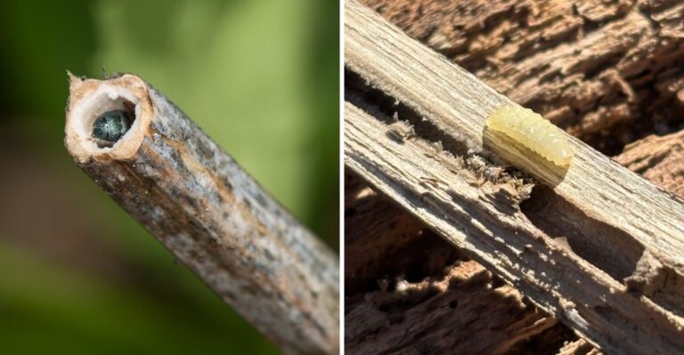 Leave Those Hollow Stems Standing, Indiana Bees Are Counting On Them