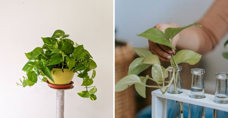 How To Encourage A Pothos To Grow Fuller And Bushier