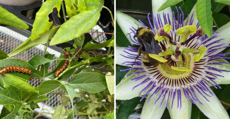 Why You Should Grow Passionflower Vine Along Your Fence In California