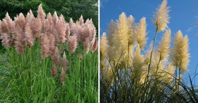 The Invasive Ornamental Grass California Experts Want Out Of Your Yard