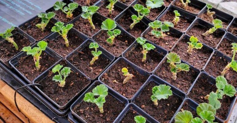 Why Geranium Cuttings Turn Mushy Before Rooting In Michigan And How To Prevent It
