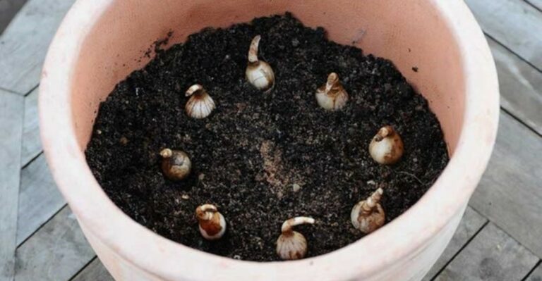The Only Soil Amendment Worth Adding To Michigan Bulb Beds This October