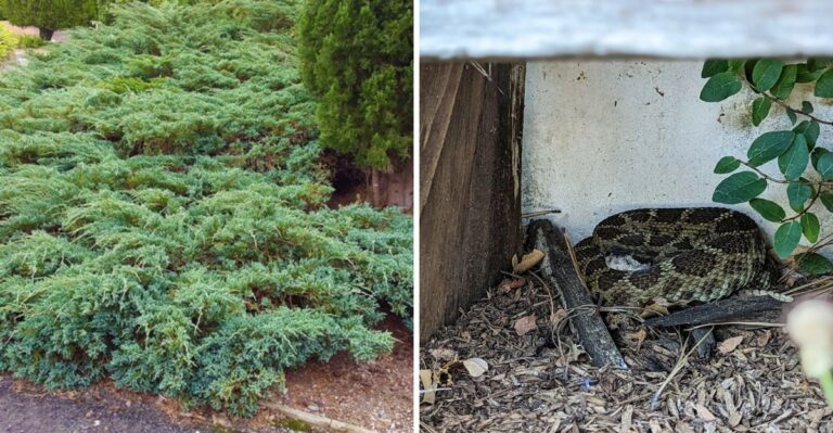 This Is The California Shrub Known For Hiding Rattlesnakes In Plain Sight