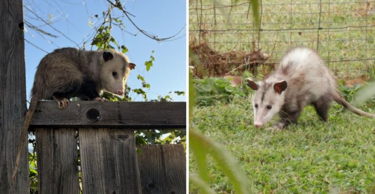 What It Means When An Opossum Keeps Returning To The Same Spot In Your California Yard