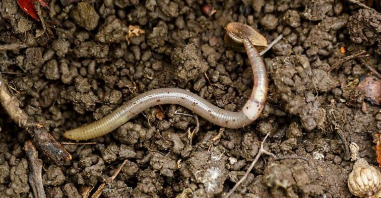 The Simple Mustard Test To Spot Jumping Worms In Your New York Garden And Mulch