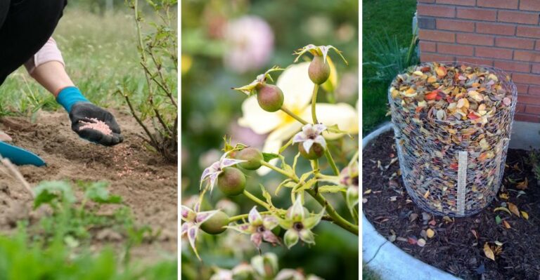 8 Simple Ways To Prepare Your Rose Bushes For Winter