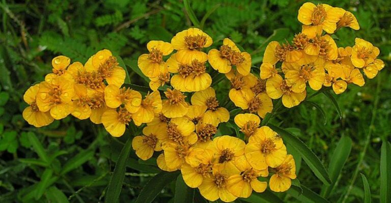 The Herb That Thrives In California’s October Heat Most Gardeners Overlook