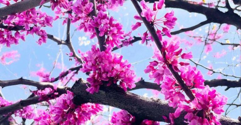 The California Native Plants Worth Getting In The Ground This Horticultural New Year