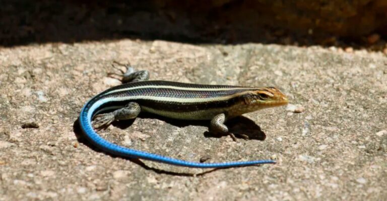 Why That Blue-Tailed Lizard in Your Florida Yard Is Good News