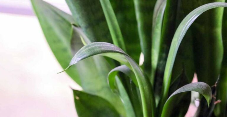 Why Your Snake Plant Leaves Are Curling And What It Means