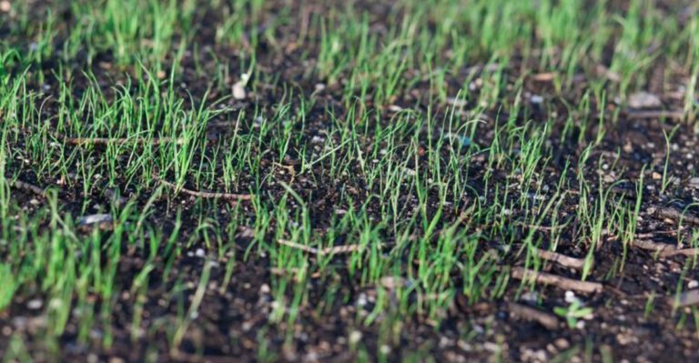 The Best Time To Overseed Your Michigan Lawn Before Winter Sets In