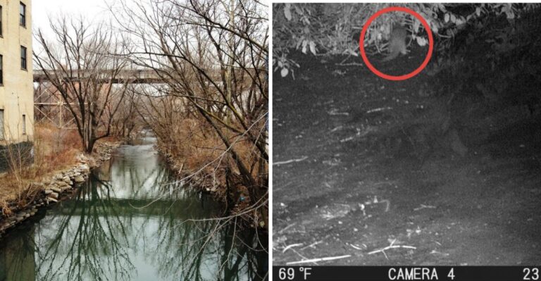 A River Otter Hasn’t Been Seen In The Bronx For 100 Years. Then A Camera Caught This