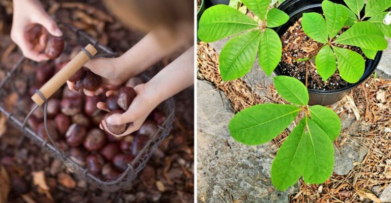 What To Do With All The Buckeyes In Your Ohio Yard This Fall
