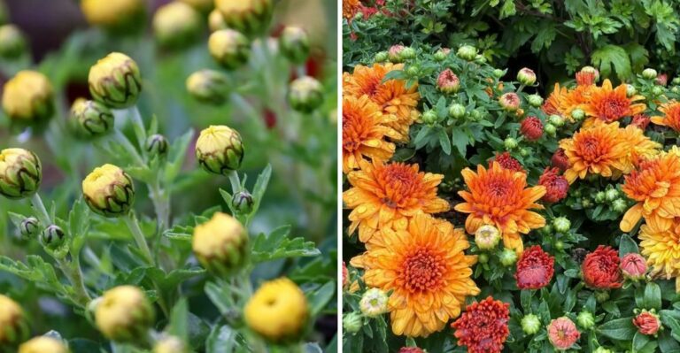 What Friday’s Freeze Will Do To The Mums On Your Michigan Porch