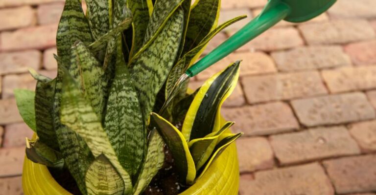 Snake Plant Leaves Going Soft? The Ohio Winter Watering Mistake