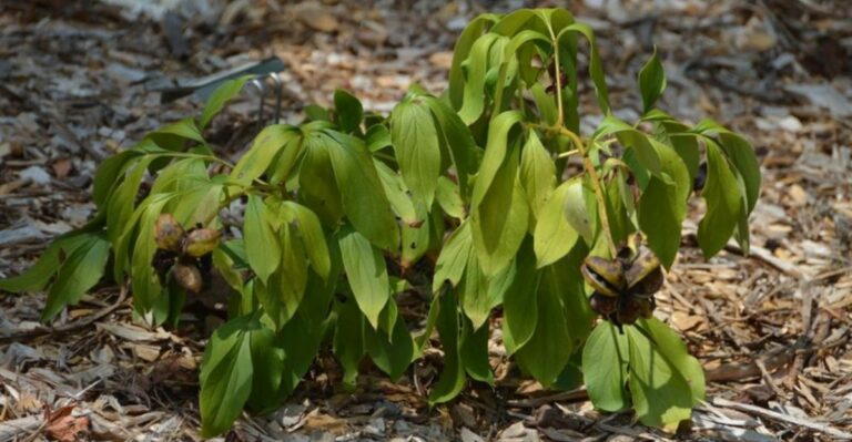 The Peony Foliage Mistake Ohio Gardeners Make In October