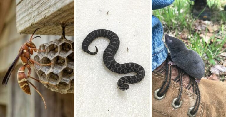These Venomous Creatures Live In New York, Know What To Watch For