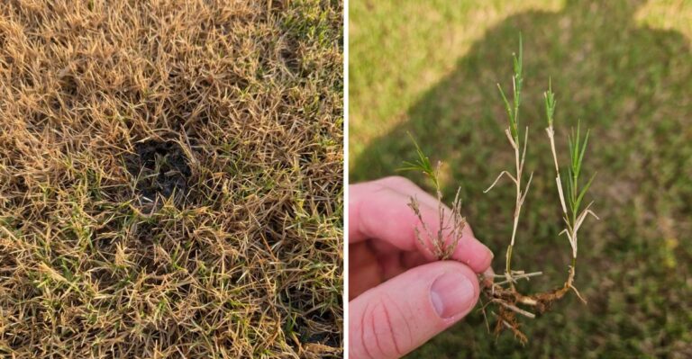 What It Means When Your Georgia Bermudagrass Browns In Just A Few Days