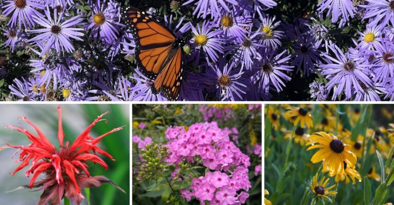 12 Plants Virginia Gardeners Use To Build A Monarch Waystation