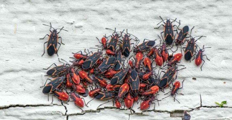 Black-And-Red Bugs Are Gathering On Indiana Siding Before The First Hard Freeze