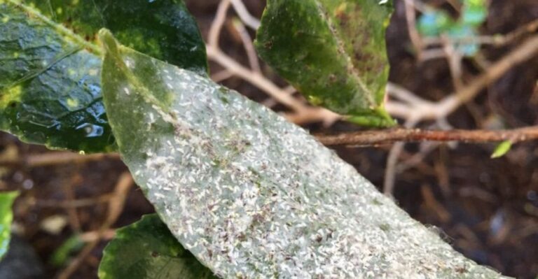 Stop Camellia Scale Before It Spreads Across Your North Carolina Shrubs This Fall