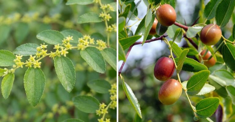 Why Jujube Is The Drought Tolerant Fruit Tree More North Carolina Gardeners Should Plant