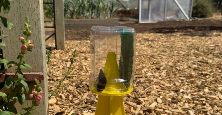 Do Stink Bug Traps Actually Help In North Carolina Gardens? Here’s The Truth
